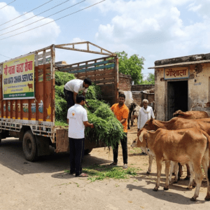 Gau Mata Chara Service